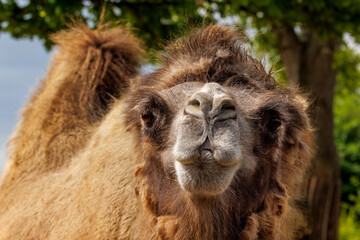 The Bactrian camel, Camelus bactrianus, also known as the Mongolian camel, domestic Bactrian camel or two-humped camel. Closeup portrait front view