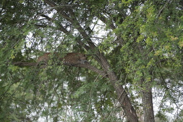 Leopard Resting Gracefully on Tree Branch in Serengeti National Park, Tanzania