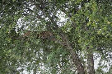 Leopard Resting Gracefully on Tree Branch in Serengeti National Park, Tanzania