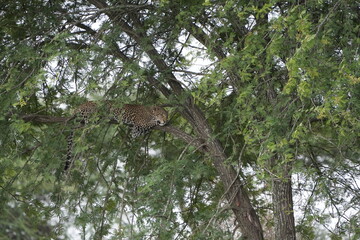 Fototapeta premium Leopard Resting Gracefully on Tree Branch in Serengeti National Park, Tanzania
