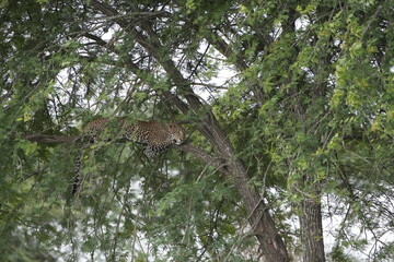 Leopard Resting Gracefully on Tree Branch in Serengeti National Park, Tanzania
