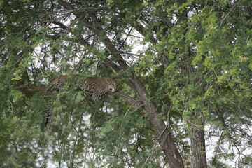 Leopard Resting Gracefully on Tree Branch in Serengeti National Park, Tanzania