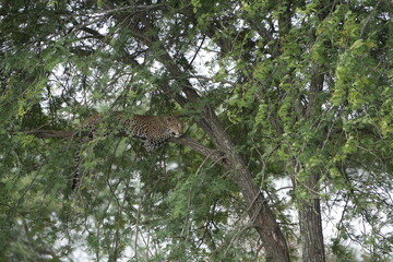 Leopard Resting on Tree Branch in Serengeti National Park, Tanzania, wallpaper background