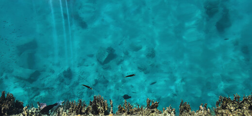 Vibrant Underwater Scene with Coral Reef and Clear Blue Ocean Water