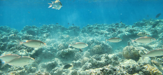 Naklejka premium Vibrant Underwater Coral Reef Scene with Fish Swimming in Clear Blue Ocean