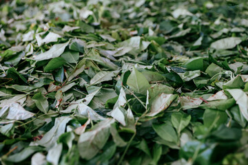 Dry Ceylon tea leaves. Tea background.
