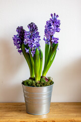 Spring flowers blue hyacinths botany
