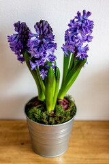 Spring flowers blue hyacinths botany