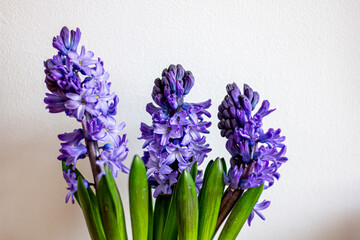 Obraz premium Spring flowers blue hyacinths botany