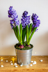 Spring flowers blue hyacinths botany