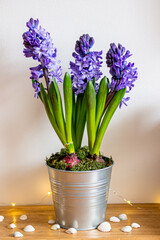 Spring flowers blue hyacinths botany