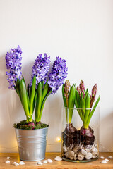 Spring flowers blue hyacinths botany