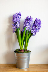 Spring flowers blue hyacinths botany