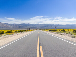 Road in death valley with beautiful desert flowers - Desert lillies, California