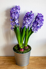 Spring flowers blue hyacinths botany