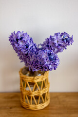 Spring flowers blue hyacinths botany