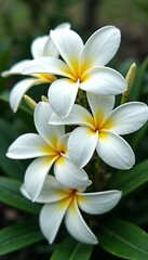 Fototapeta premium Close-up of white plumeria flowers with yellow centers blooming amid green leaves