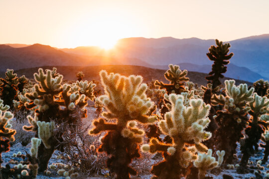 Cactus garden, Joshua tree national park, California, United States