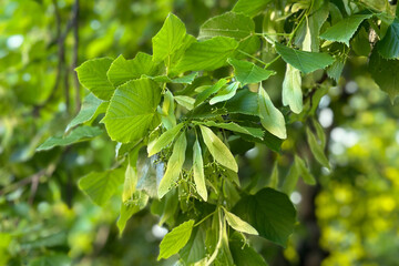Linden. A linden branch with inflorescences beginning to bloom and lush green leaves on a bright sunny day. Beautiful background, backdrop, desktop, screen.