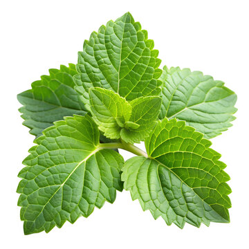 fresh patchouli leaves on a white background.png