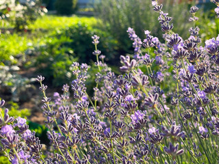 Obraz premium Lavender in the garden on a summer day