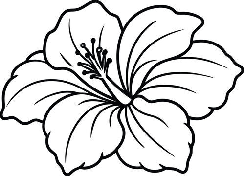 recommend clip art: hibiscus flower line art vector , beautiful hibiscus flower line drawing