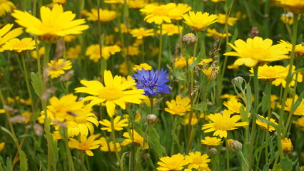 Fototapeta premium Cornflower