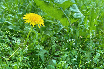 Dandelion flower. A yellow flower of a medicinal plant in the grass on the lawn. Background, backdrop, screen, desktop.
