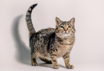tabby cat looking up on a white background