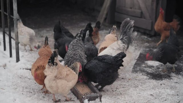 Several colorful hens and roosters are eating grain from a feeder