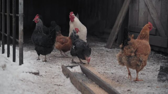 feeding chickens in winter. on the background of a chicken coop