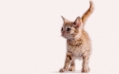 bright red kitten standing and looking right on a white background