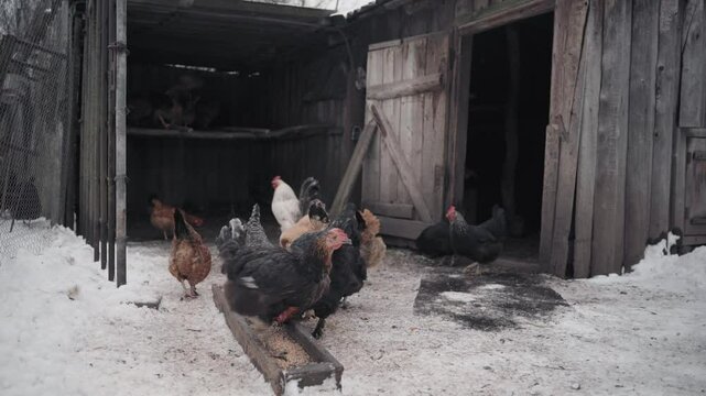 chickens come out of the coop and eat grain from the feeder