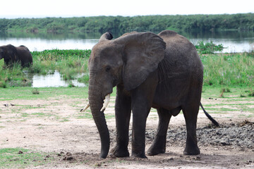 Large male african elephant standing still at a mud hole close to Nile river in Murchison Falls National Park in Uganda