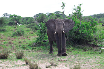 Large female african elephant looking angry at the camera surrounded by the bushlands of Murchison Falls National Park in Uganda