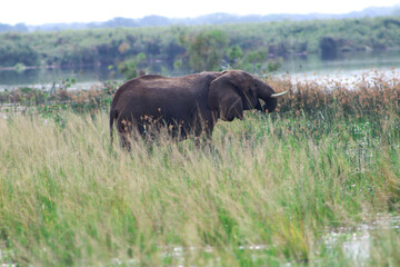 Large male african elephant drinking water from Nile river standing in high grassland of Murchison Falls National Park in Uganda 
