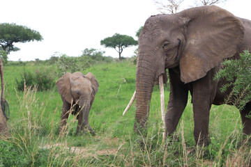 Young african elephant calf is eating leafs and grass accompanied by the matriarch of the group who has very long tusks