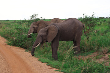 Group of female african elephants blocking the road in Murchison Falls National Park in Uganda while feeding on plants, grass and bushes