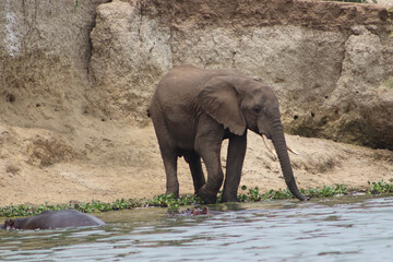 Grown male african elephant drinking water from Nile river in Murchison Falls National Park. 