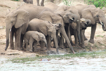 A group of african elephants including young elephants drinking water from Nile River in Murchison Falls National Park in Uganda. 