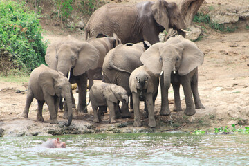 A group of african elephants including young elephants drinking water from Nile River in Murchison Falls National Park in Uganda. 
