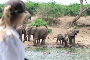 Female tourist is watching group of african elephants drinking water from Nile river in Murchison FAlls National Park during boat safari