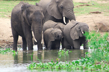 A group of african elephants including young elephants drinking water from Nile River in Murchison Falls National Park in Uganda. 