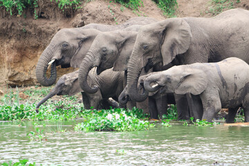 A group of african elephants including young elephants drinking water from Nile River in Murchison Falls National Park in Uganda. 