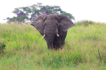 Male african elephant walking towards the camera in the middle of the grasslands of Queen Elizabeth National Park in Uganda. Tree in the background. 