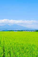 田園風景