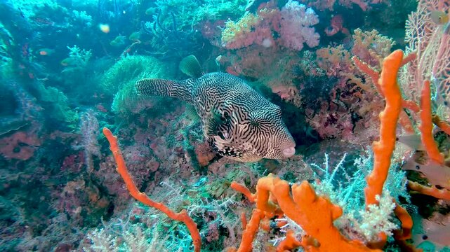 giant pufferfish full of coral after a meal