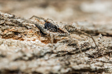 Huntsman spider crawling on tree bark: close-up of camouflaged arachnid