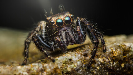 Jumping spider standing on a rock with intense gaze