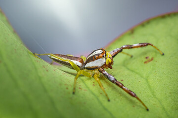 Colorful jumping spider sitting on green leaf